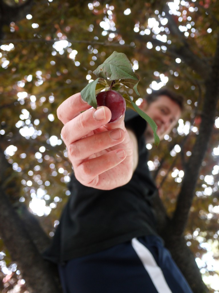 alasdair picking fruit